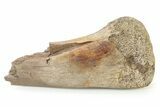 Fossil Hadrosaur (Edmontosaurus?) Appendage Bone - Montana #316407-1